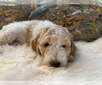 Small Photo #23 Goldendoodle Puppy For Sale in DAVIS, CA, USA