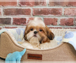 Small #2 Shih Tzu