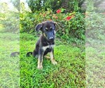 Puppy rosie German Shepherd Dog