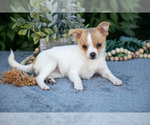 Puppy Blossom Chihuahua