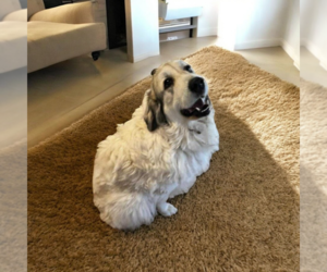 Great Pyrenees-Unknown Mix Dogs for adoption in Vail, AZ, USA