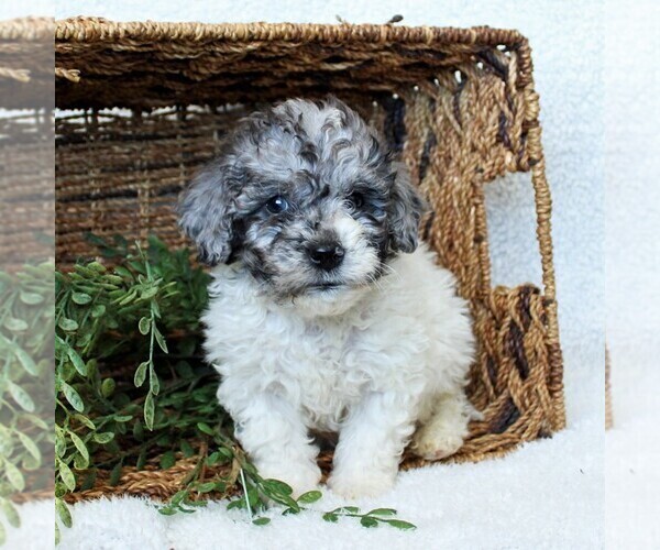 Medium Photo #6 Goldendoodle-Poodle (Miniature) Mix Puppy For Sale in LITITZ, PA, USA