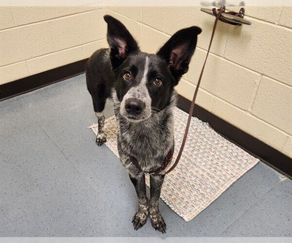 Medium Photo #1 Border Collie-Unknown Mix Puppy For Sale in Denver, CO, USA