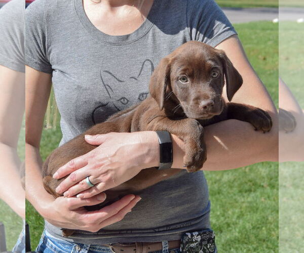 Medium Photo #2 Sheprador Puppy For Sale in Huntley, IL, USA