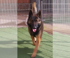 German Shepherd Dog-Unknown Mix Dogs for adoption in Sacramento, CA, USA