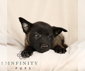 Belgian Malinois Puppy for sale in RONKS, PA, USA