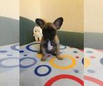 Small Photo #3 French Bulldog Puppy For Sale in BAY VIEW, WI, USA