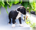 Small #5 Great Dane