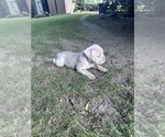 Puppy Peaches American Bully