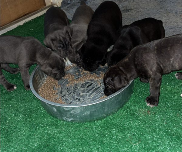 Medium Photo #6 Cane Corso Puppy For Sale in MONTGOMERY, AL, USA