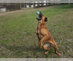 Cinnamon - Female Retriever -Unknown Mix Dog for Adoption - Photo #6