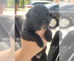 Small #7 Mutt