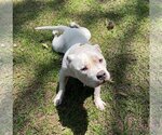 Small Photo #1 American Bulldog Puppy For Sale in Columbia, SC, USA