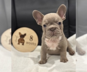 Faux Frenchbo Bulldog Puppy for sale in RIDGEVILLE, SC, USA