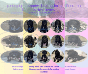 Golden Retriever-Goldendoodle Mix Puppy for sale in FREDERICKSBURG, TX, USA