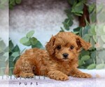 Small #3 Cavachon-Poodle (Miniature) Mix