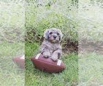 Small #1 Bernedoodle (Miniature)