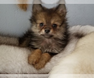 Pomeranian Puppy for sale in FLORENCE, CO, USA