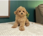 Small #10 Cavapoo