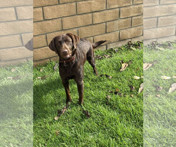 Medium Photo #4 Labrador Retriever Puppy For Sale in Hesperia, CA, USA