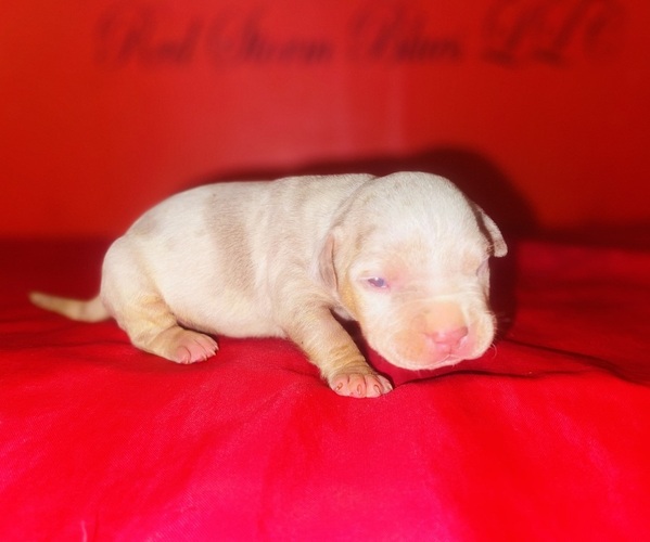Medium Photo #1 American Bully Puppy For Sale in TRENTON, NJ, USA