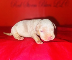Medium American Bully