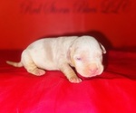 Puppy Puppy 1 American Bully