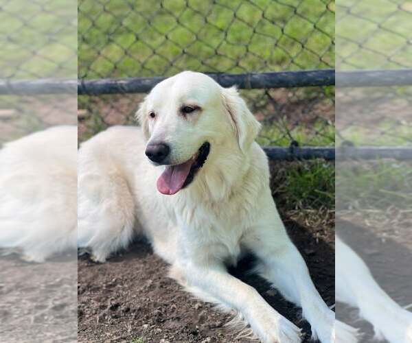 Medium Photo #6 Great Pyrenees Puppy For Sale in Spring, TX, USA