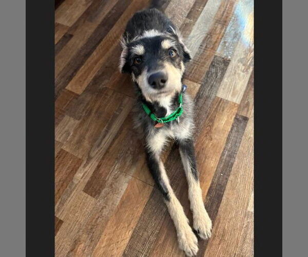 Medium Photo #2 Mutt Puppy For Sale in Fargo, ND, USA