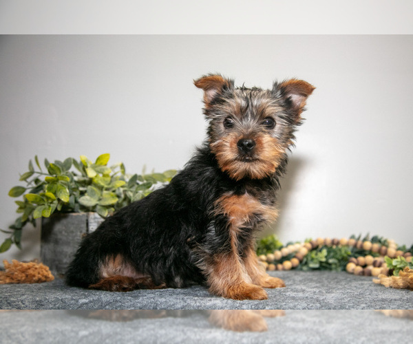 Medium Photo #1 Yorkshire Terrier Puppy For Sale in MONROE, IN, USA