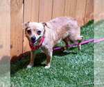 Small #1 Chihuahua Mix