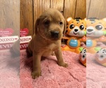 Small #2 Labrador Retriever