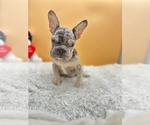 Small Photo #3 French Bulldog Puppy For Sale in KENILWORTH, IL, USA