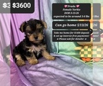 Small Yorkshire Terrier