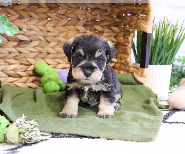 Medium Photo #3 Schnauzer (Miniature) Puppy For Sale in SYRACUSE, IN, USA