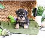 Small #2 Schnauzer (Miniature)