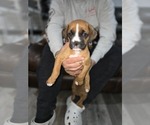 Puppy Lucky Boxer