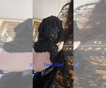 Puppy Teal Poodle (Standard)