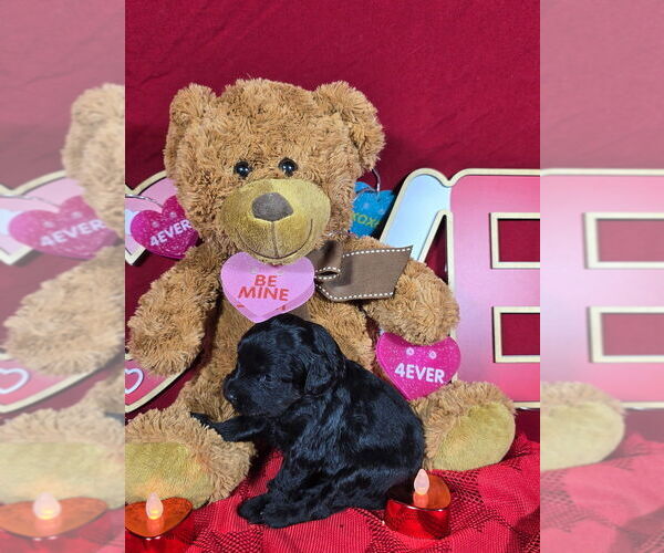 Medium Photo #5 Bernedoodle (Miniature) Puppy For Sale in BLACK FOREST, CO, USA