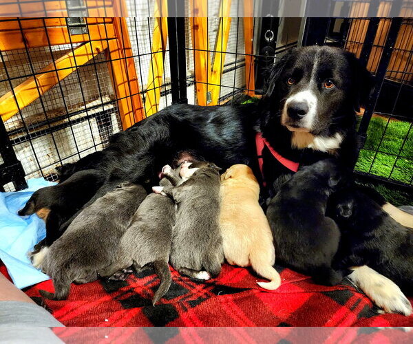 Medium Photo #2 Border Collie Puppy For Sale in Hewitt, NJ, USA
