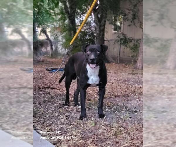 Medium Photo #1 American Staffordshire Terrier-Unknown Mix Puppy For Sale in San Antonio, TX, USA