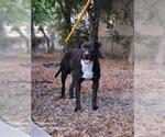 Small American Staffordshire Terrier Mix