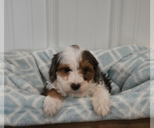 Aussiedoodle Miniature  Puppy for sale in APPLE CREEK, OH, USA
