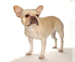 Small #2 French Bulldog
