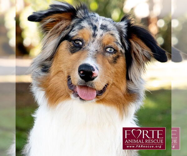 Medium Photo #5 Australian Shepherd Puppy For Sale in Marina del Rey, CA, USA