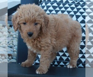 Goldendoodle (Miniature) Puppy for sale in FREDERICKSBURG, OH, USA