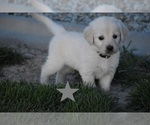 Small Photo #11 English Cream Golden Retriever Puppy For Sale in BURLEY, ID, USA