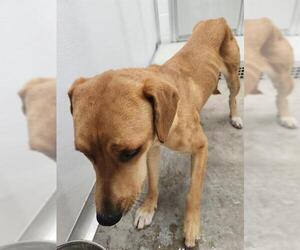 Golden Retriever-Unknown Mix Dogs for adoption in Temple, TX, USA