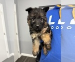 Puppy 5 German Shepherd Dog