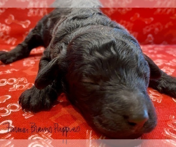 Medium Photo #8 Poodle (Miniature) Puppy For Sale in SEDALIA, MO, USA